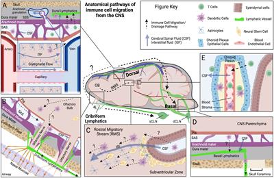 Immune cells as messengers from the CNS to the periphery: the role of the meningeal lymphatic system in immune cell migration from the CNS